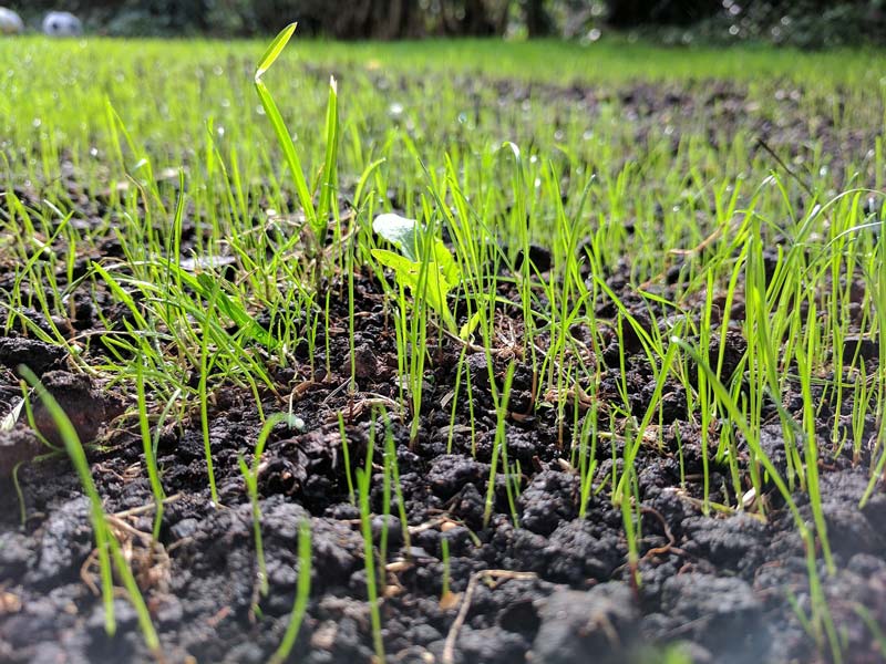 freshly planted grass seed