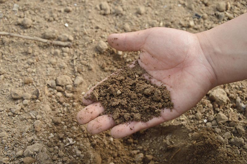 hand in dirt