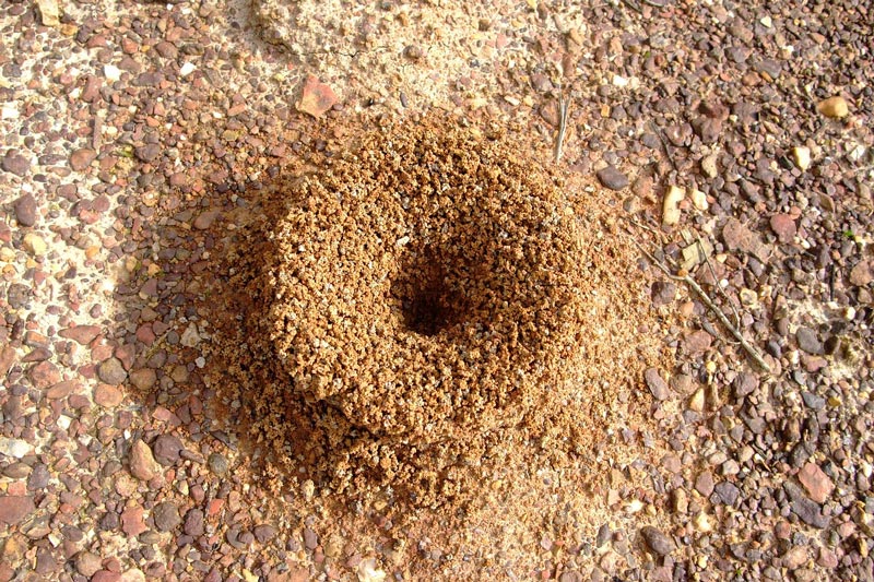 Ant Hill