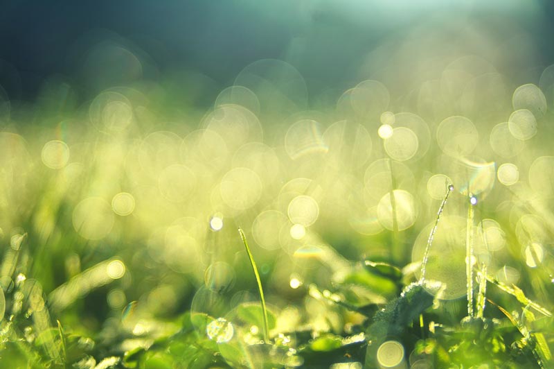 close up of wet grass