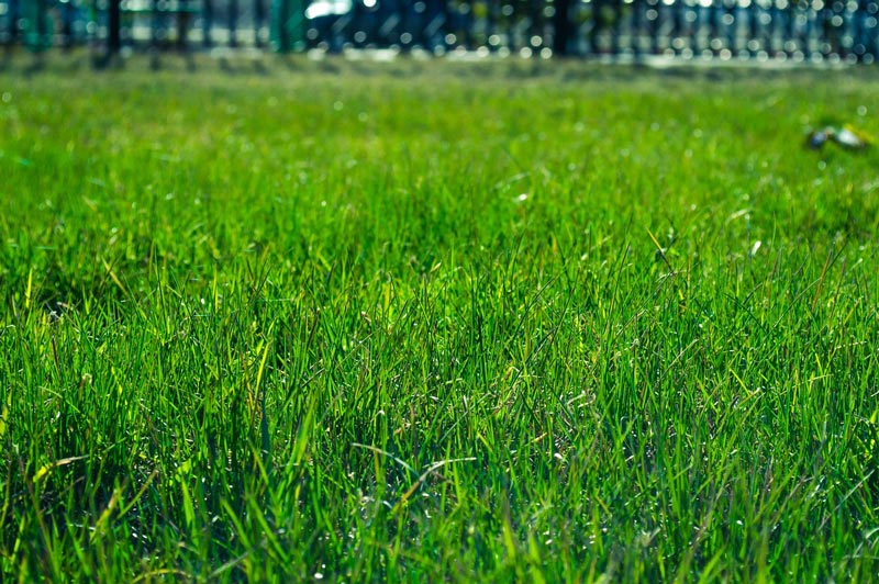 grass