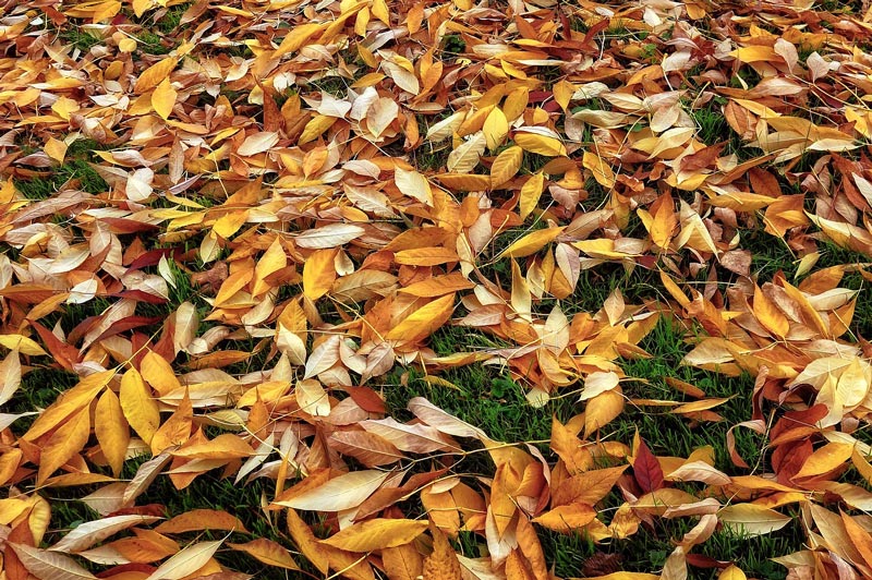 fall leaves on green grass